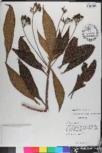 Rhytidophyllum tomentosum image