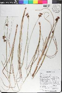 Rhynchospora odorata image