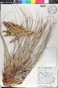 Tillandsia fasciculata image