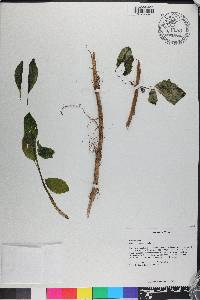 Columnea tincta image