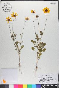 Coreopsis basalis image