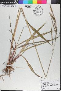 Paspalum urvillei image