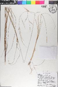 Aristida patula image
