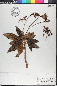 Rhytidophyllum crenulatum image