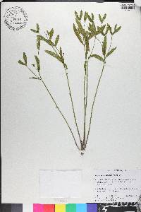 Euphorbia inundata image