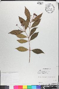 Syzygium paniculatum image