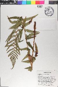 Dryopteris ludoviciana image