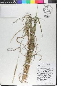 Setaria setosa image