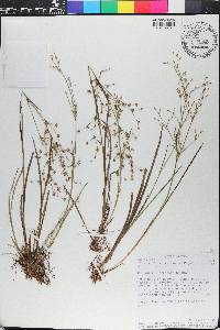 Juncus subcaudatus image