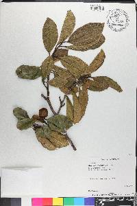 Artocarpus hypargyreus image