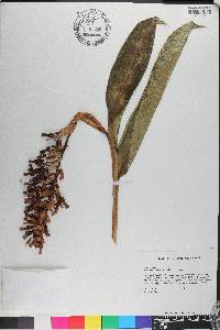 Renealmia jamaicensis image
