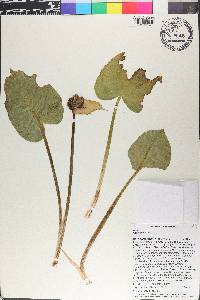 Calla palustris image