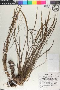 Sagittaria graminea var. chapmanii image