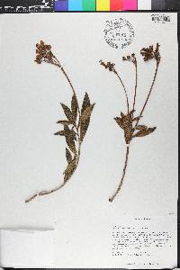 Rhytidophyllum minus image