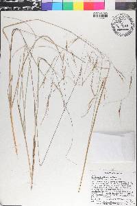 Aristida patula image