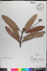 Gesneria duchartreoides image