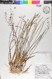 Sagittaria graminea var. graminea image