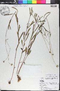 Melanthera angustifolia image