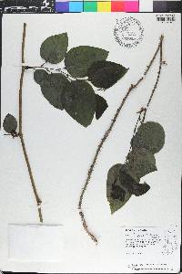 Smilax tamnoides image