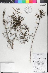 Zanthoxylum spinifex image