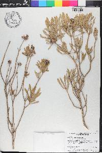 Borrichia frutescens image