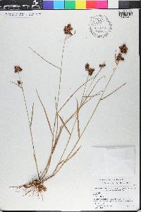 Fuirena breviseta image