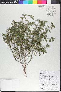 Ayenia violacea image