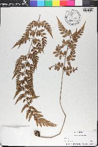 Asplenium sulcatum image