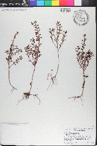 Ludwigia microcarpa image