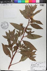 Ludwigia peruviana image