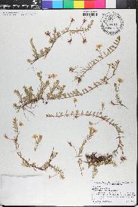 Ludwigia arcuata image