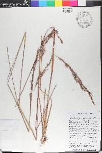 Andropogon virgatus image