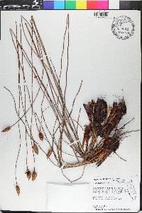 Xyris caroliniana image