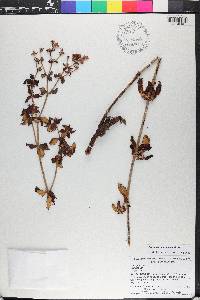 Eriogonum tomentosum image