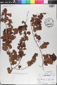 Vitis rotundifolia image