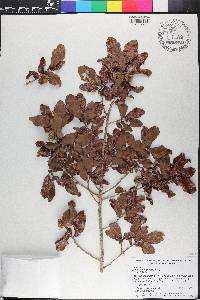 Quercus chapmanii image