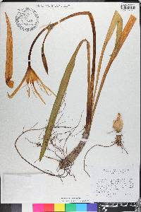 Hymenocallis duvalensis image