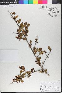 Ilex vomitoria image