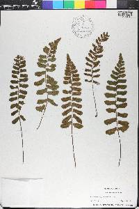 Asplenium lunulatum image