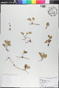 Centella asiatica image