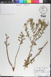 Sericocarpus tortifolius image