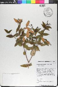 Miconia crotonifolia image