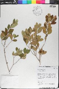 Eugenia foetida image