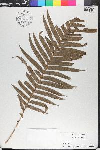 Blechnum orientale image