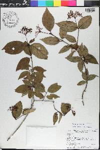 Cornus asperifolia image