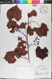 Vitis rotundifolia image