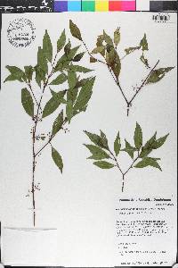 Miconia acuminoides image