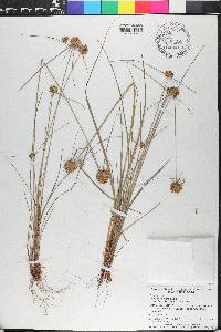 Cyperus filiculmis image