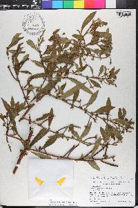 Ludwigia leptocarpa image