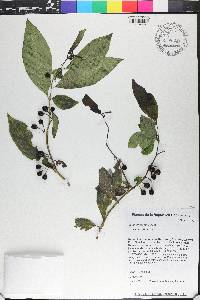 Solanum nudum image